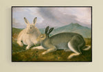 Arctic Hare c. 1841 by John James Audubon