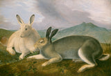 Arctic Hare c. 1841 by John James Audubon