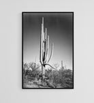 Full view of cactus and surrounding shrubs, In Saguaro National Monument, Arizona, ca. 1941-1942 by Adams, Ansel Reproduction