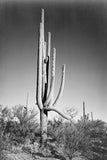 Full view of cactus and surrounding shrubs, In Saguaro National Monument, Arizona, ca. 1941-1942 by Adams, Ansel Reproduction