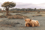 Highland Cow II by Assaf Frank